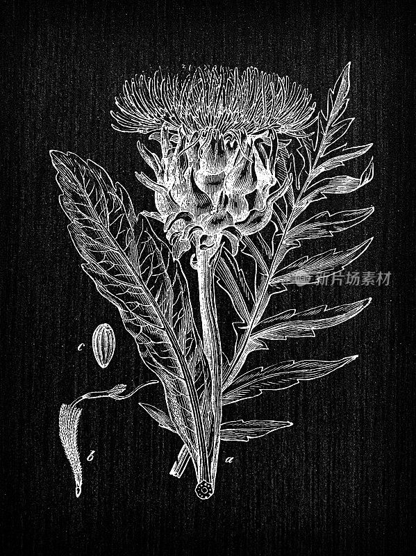 植物学植物古董雕刻插图:Cynara cardunculus var. scolymus(朝鲜蓟)